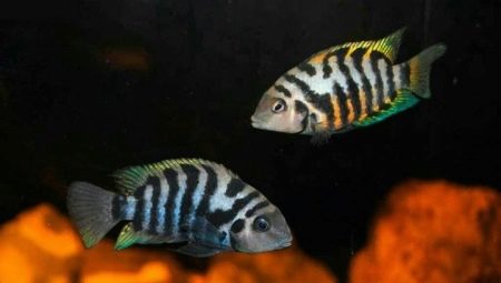 Black-striped cichlazoma: characteristics, features of care and breeding