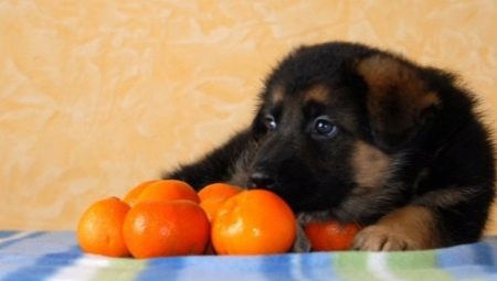Citrusfrukter för hundar: är det möjligt att ge, vad är fördelarna och skadorna?