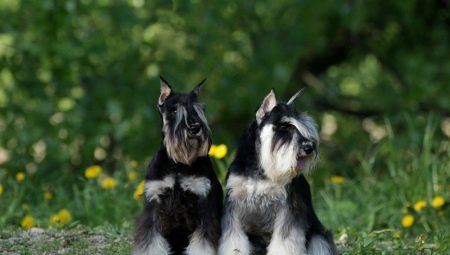 مصغرة Schnauzer: وصف السلالة ، إيجابيات وسلبيات ، الطبيعة والمحتوى