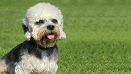 Dandy-dinmont terjers: šķirnes pazīmes un suņu kopšanas padomi
