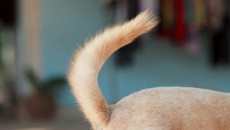 Tại sao một con chó cần một cái đuôi?
