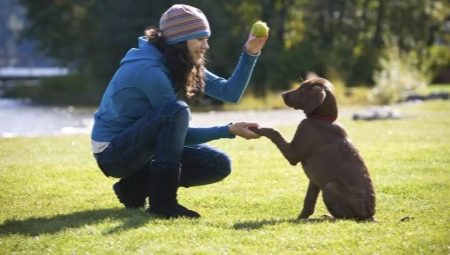 Huấn luyện chó con và chó trưởng thành: các tính năng và lệnh cơ bản