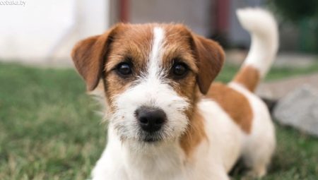 Jack Russell Terrier Brocken: olyan tulajdonságok, mint a haj, a kutyaápolás