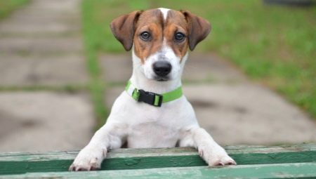 Jack Russell Terrier: cins tanımı, karakteri, standartları ve içeriği