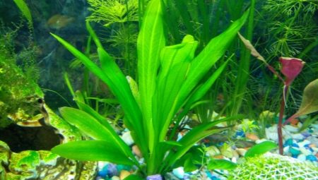 Echinodorus: akvariumo augalo aprašymas, rūšys ir turinys