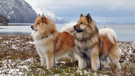 Eurasiers: beskrivelse av hunderase, temperament og grunnleggende omsorg