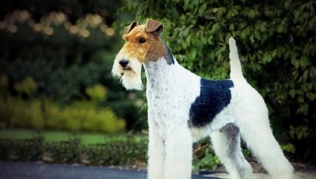 Fox Terrier: peraturan kandungan dan pelbagai julukan
