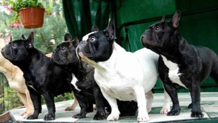 Fransız Bulldog: tüm cins bilgileri