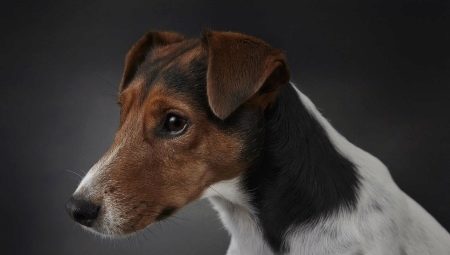 Smooth Fox Terriers: bagaimana rupa mereka dan bagaimana untuk menjaga mereka?