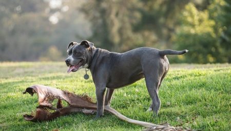 Gladharige hondenrassen: beschrijving en nuances van verzorging
