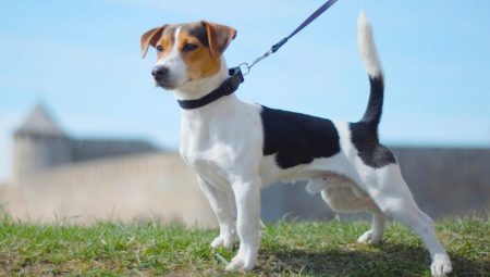 Smooth Jack Russell Terrier: Aussehen, Charakter und Regeln der Pflege