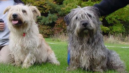 Glen of Imaal Terrier: وصف السلالة الأيرلندية ورعاية الكلاب