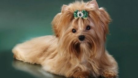 Golddast Yorkshire Terrier: features and secrets of content