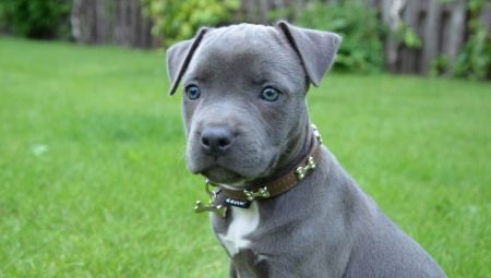 Blue Staffordshire Terrier: bagaimana rupanya dan bagaimana untuk merawatnya?