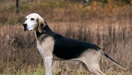 Hounds dogs: varieties of breeds, features of their content