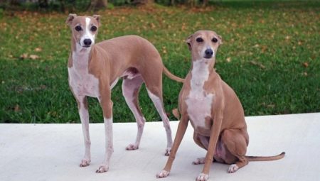 Greyhound: keterangan dan kandungan baka