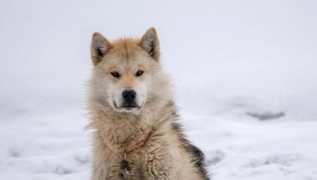 Grenlandijos šunys: veislės ypatybės ir turinys