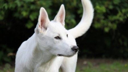 Canaan Dog: Race Breed Description and Content Tips