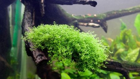 Hemianthus: видове и съдържание на аквариумни растения