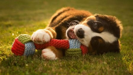צעצועים לכלבים: סוגים ובחירות