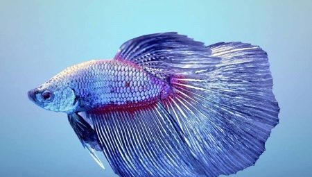 Názvy kohútích rýb: výber podľa pohlavia a farby