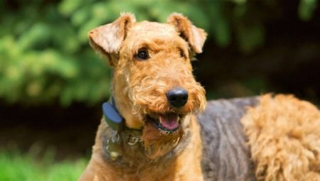 Irish Terrier: varieties, rules of care and feeding