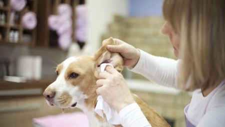 Com netejar les orelles del gos a casa?