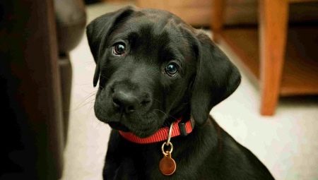 Wat kan een zwarte hond worden genoemd?