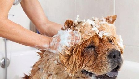 Làm thế nào để rửa một con chó?