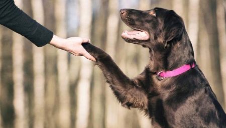 How to teach a dog to give a paw?