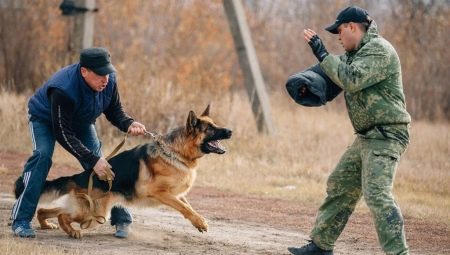 Bagaimana untuk melatih pasukan anjing Fas?