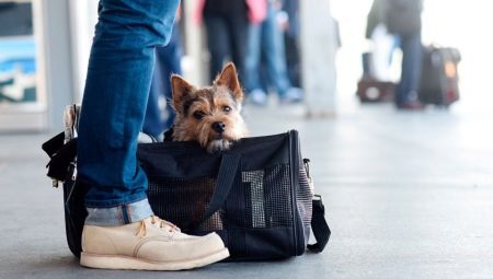 ¿Cómo transportar perros en un tren?
