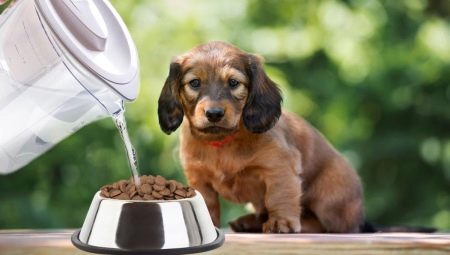 Làm thế nào để ngâm thức ăn cho chó con khô?