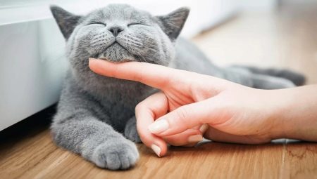 Hogyan kell ápolni egy cica és egy felnőtt macskát?