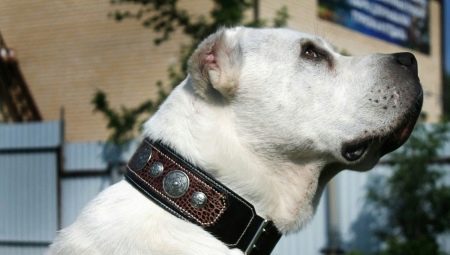 Kā izvēlēties kaklasiksnu lielu šķirņu suņiem?