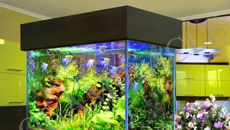 Какви водорасли има в аквариума и как да се отървете от тях?