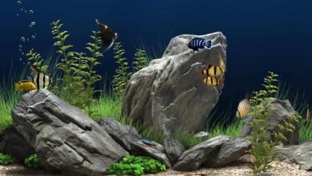 Aquarium stones: types, selection and application