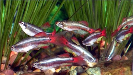 Cardinal: het houden en verzorgen van aquariumvissen