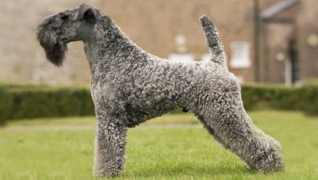Kerry blue terrier: breed description, haircuts and contents