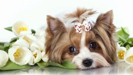 Nicknames for dogs-girls of small breeds