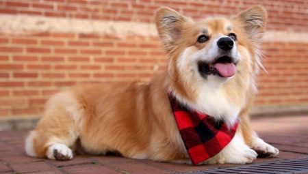 Corgi fluffy: gene features and puppy content