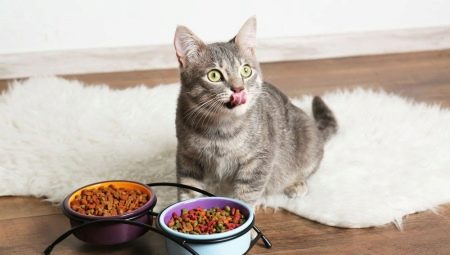 Gato e comida de gato: tipos, classificação de fabricantes e regras de seleção
