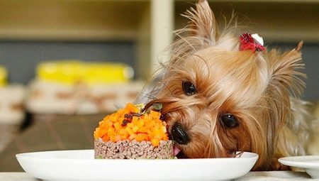 Alimentos para Yorkshire Terriers: tipos, seleção e padrões nutricionais