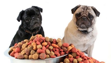 Pug food: tipi e caratteristiche di scelta