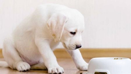 Puppy food: types, manufacturers and selection rules
