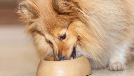 Koiranruoka: luokittelu- ja valintakriteerit