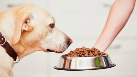 Feed for dogs of large breeds: types and selection criteria