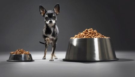 Essen für Toy Terrier: Was ist und wie soll man wählen?