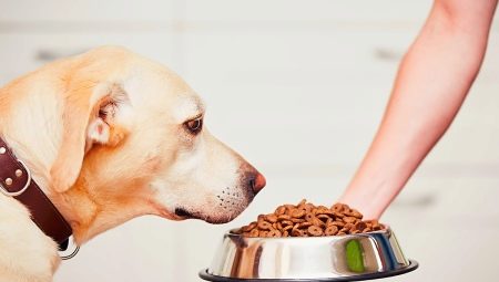 Holistic-class feed for dogs: compositional features, types and selection criteria