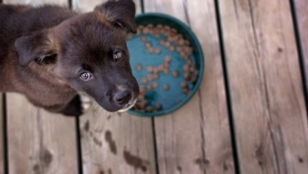Холистичен фураж за кучета от малки породи: видове и критерии за подбор